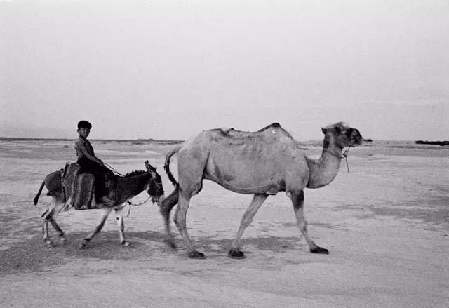 Bé trai cưỡi lạc đà trên sa mạc ở Urumqi, Tân Cương năm 1956. Ảnh Ifeng